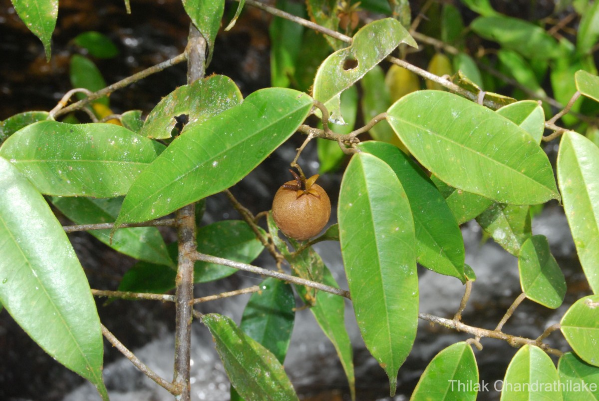 Stemonoporus gracilis Kosterm.